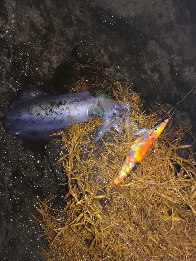 第三回アオリイカ調査