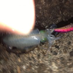 ナイトエギング