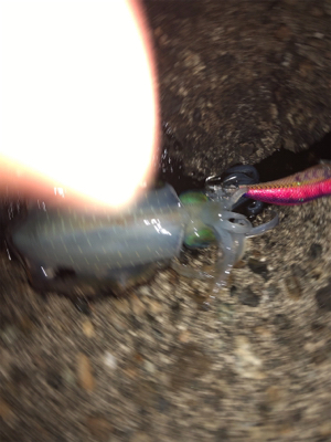 ナイトエギング