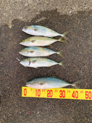 ショアジギング