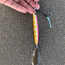 ジギングサビキ恐ろしや