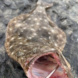 ワンピッチでヒラメ