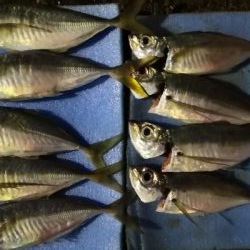 アジング練習30