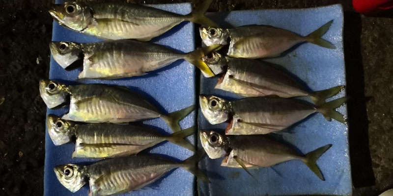 アジング練習30