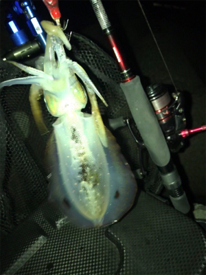 少し荒れてた方が釣れる？σ(^_^;)