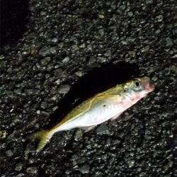 まだまだ小さい