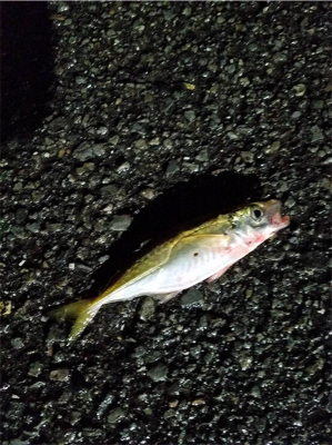 まだまだ小さい