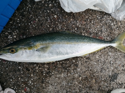 数年振りのシイラ