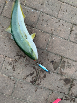 渋くなったけど、一応キャッチ!