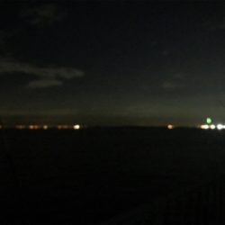 タチウオ、、どうにか、、