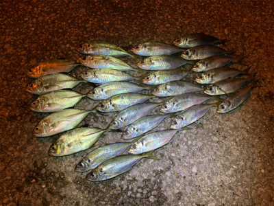 久々のアジング