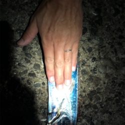 再びタチウオ回って来てますよ〜