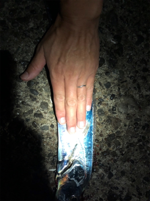 再びタチウオ回って来てますよ〜