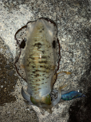 青物どこ行った…