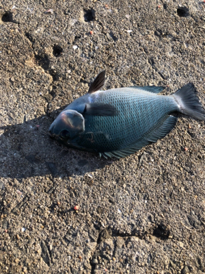 波止フカセ釣り