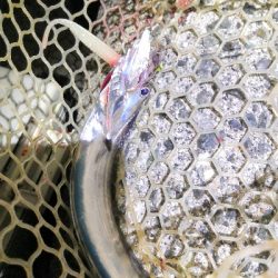 ワインドで鱧2匹め