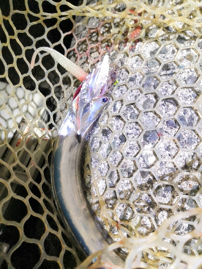 ワインドで鱧2匹め