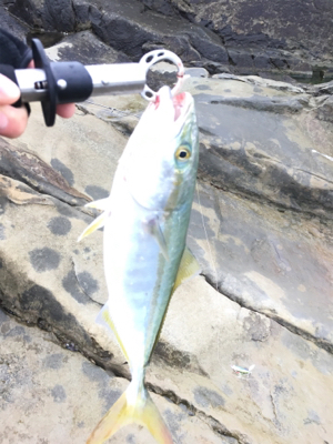 ショアジギング