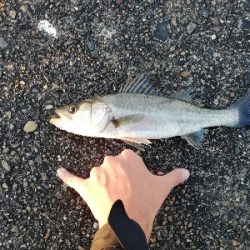 早朝シーバスゲーム