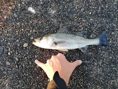 早朝シーバスゲーム