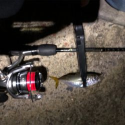 湾奥河口にタチウオはまだいないがアジはいる