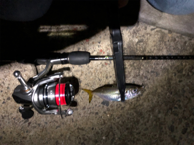 湾奥河口にタチウオはまだいないがアジはいる