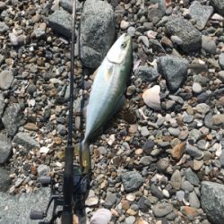 まだまだツバス