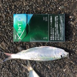 サッパとジンダ