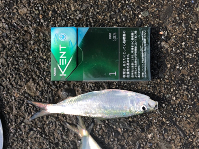 サッパとジンダ