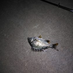 漸くマトモなのが居た