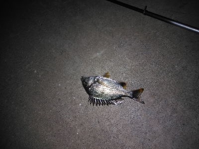 漸くマトモなのが居た