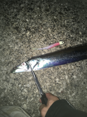 転勤後初釣行にて