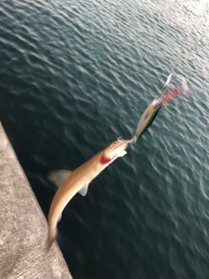 昨日のリベンジ