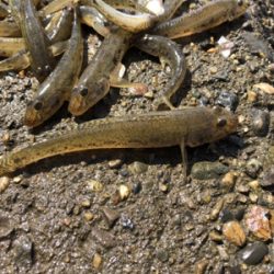 今シーズン初ハゼ