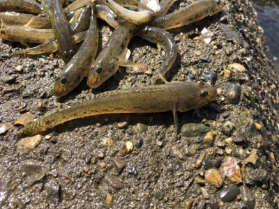 今シーズン初ハゼ