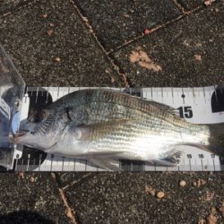 宮崎港でチヌ釣り