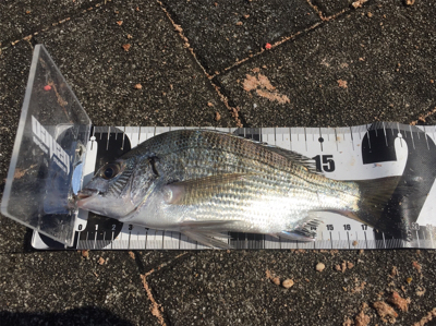 宮崎港でチヌ釣り