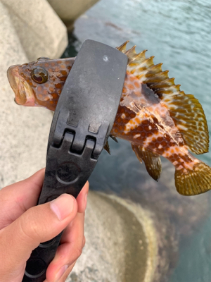 アジングのはずが、、、