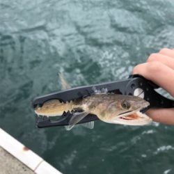 アオリイカを求めて⑧