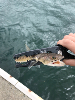 アオリイカを求めて⑧