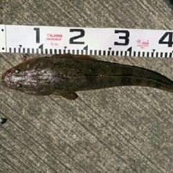 フラット連発❗❗