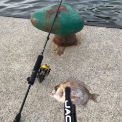 家族でアジングとサビキ