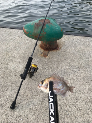 家族でアジングとサビキ