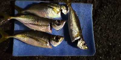 アジング練習 33