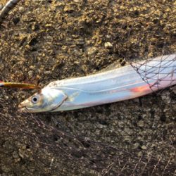 明るくなってからのタッチー^_^