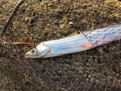 明るくなってからのタッチー^_^