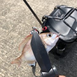 アジング初の遠征 2