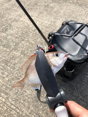 アジング初の遠征 2