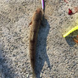 タチウオアンドハマチ