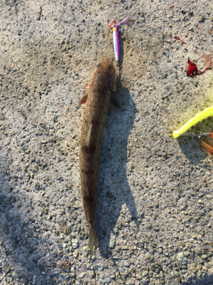 タチウオアンドハマチ